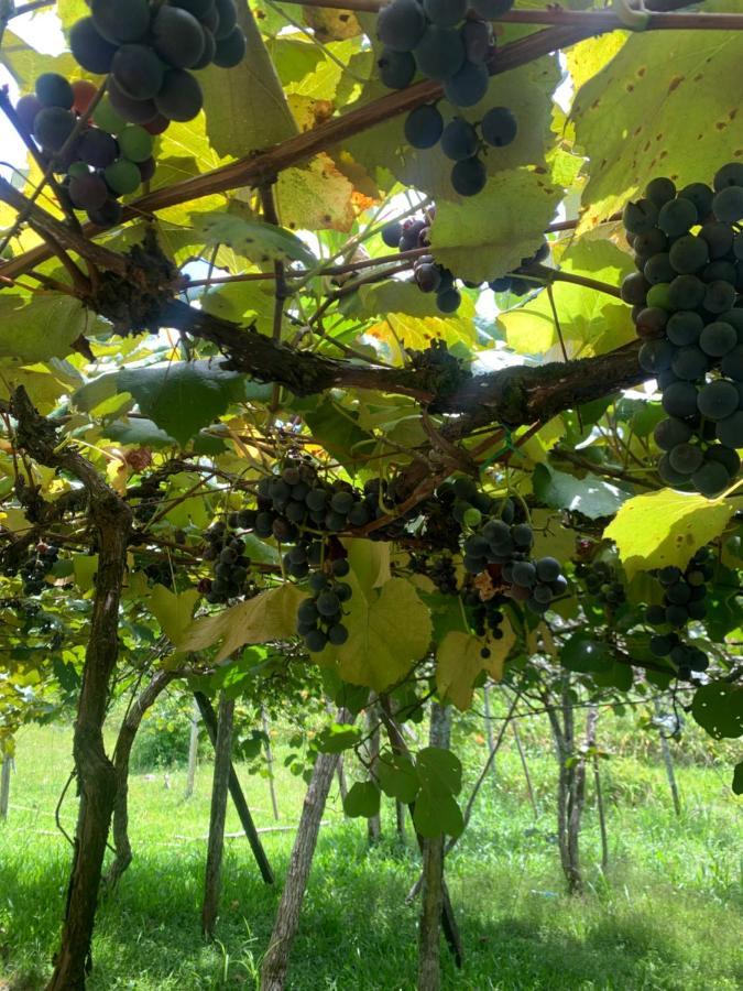 Sitio Vale Dos Vinhedos Villa Bento Gonçalves Dış mekan fotoğraf